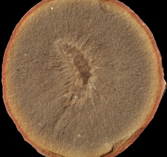 Rhaphidiophorus