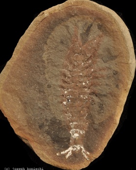 Acanthotelson
