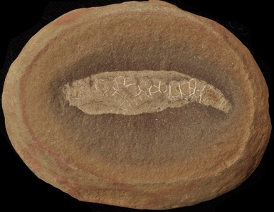Coprinoscolex