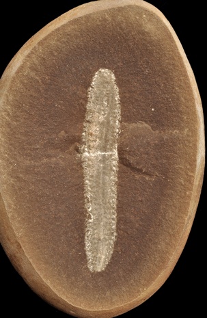 Astreptoscolex