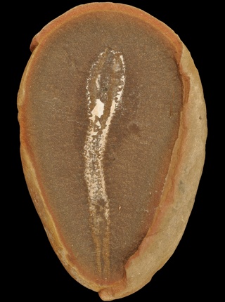Didontogaster