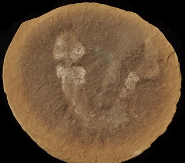 Mazoglossus