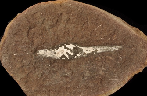 Palaeoxyris