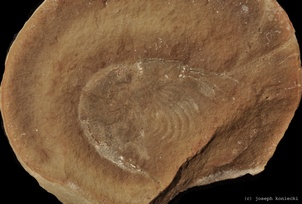 Kallidecthes