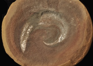 Pieckonia