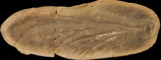 Mazonopterum