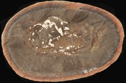 Sedgwickia