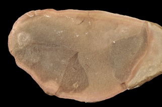 Etacystis
