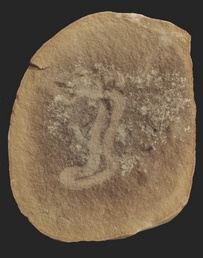 Archisymplectes