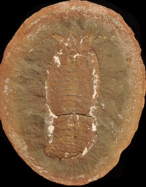 Mamayocaris