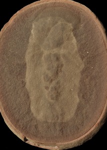 Essexella