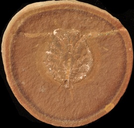 Cyclus