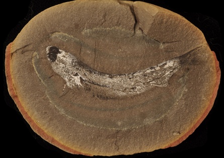 Acanthodes