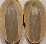 Macroneuropteris