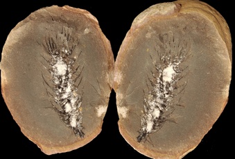 Lepidostrobus
