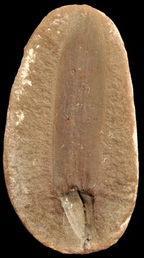 Lepidostrobophyllum
