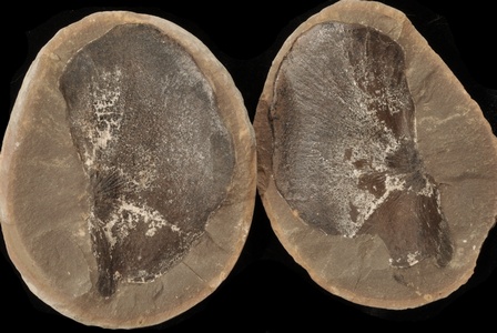 Neuropteris