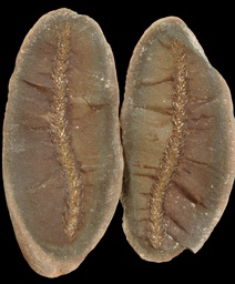 Lycopodites