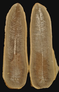 Lobatopteris