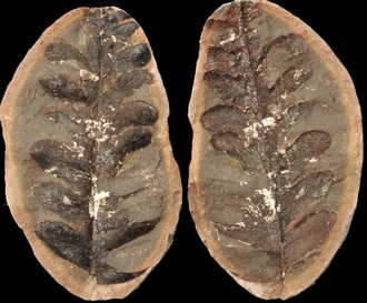 Alethopteris