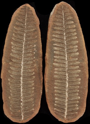 Pecopteris