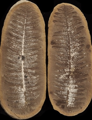 Lobatopteris