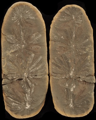 Annularia