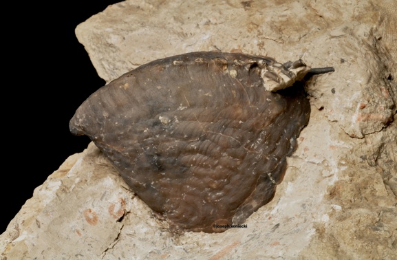 Platyceras