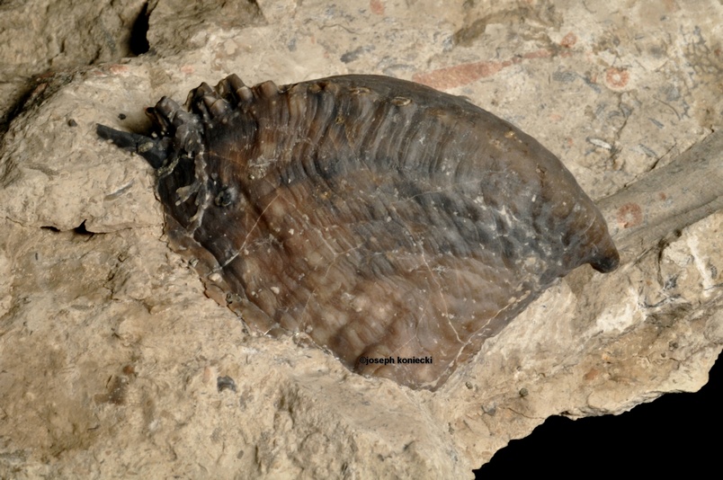 Platyceras