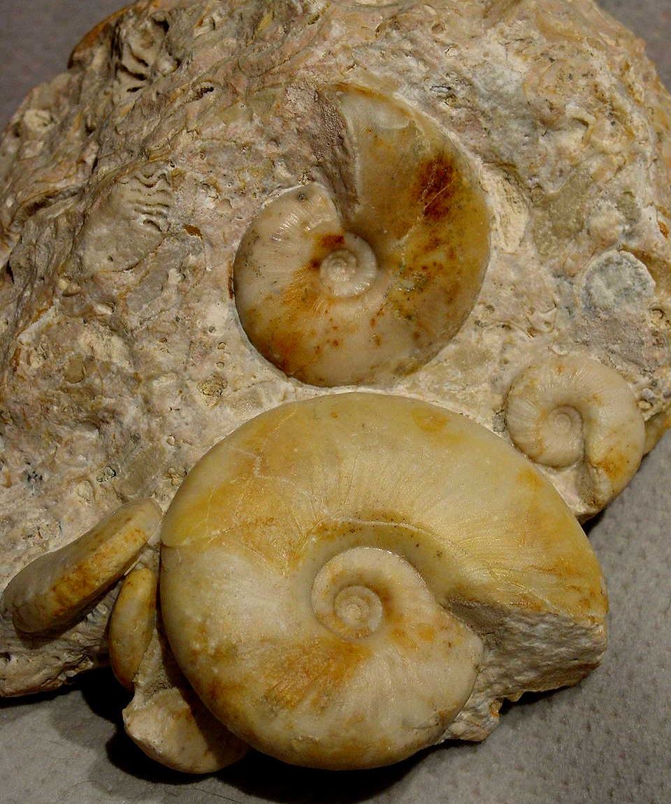 T. ammonites