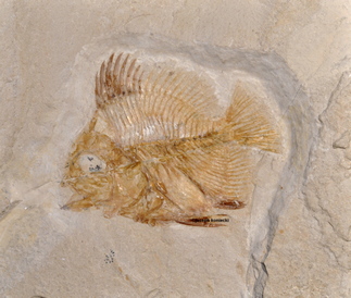 Pcynosteroides