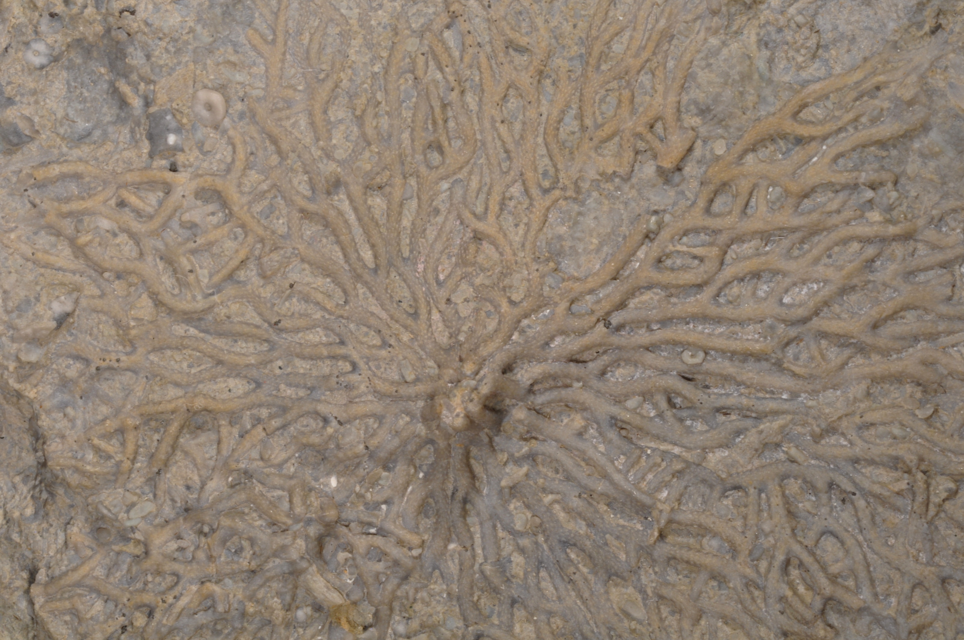 Pachydictya