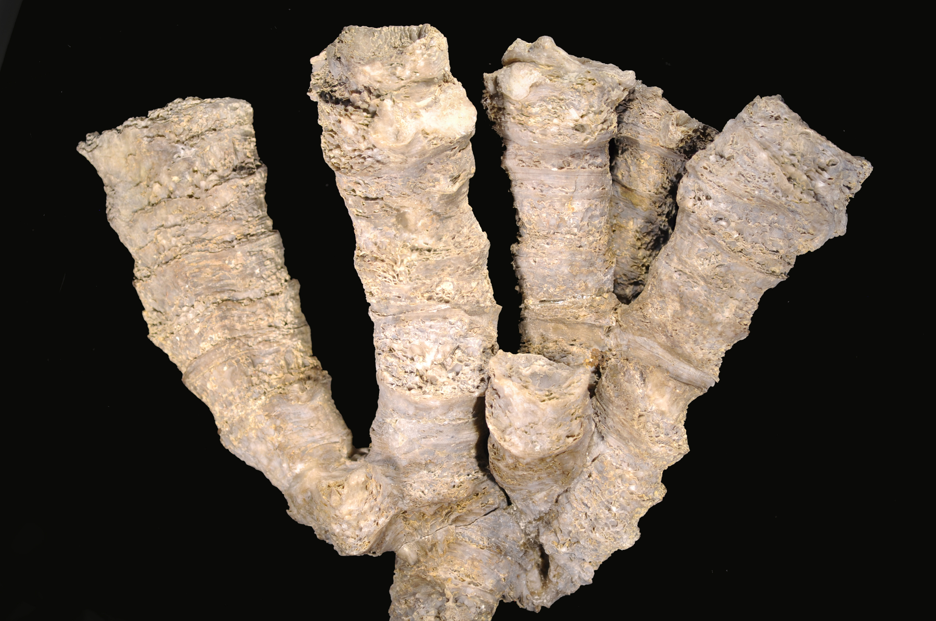 Cystiphylloides