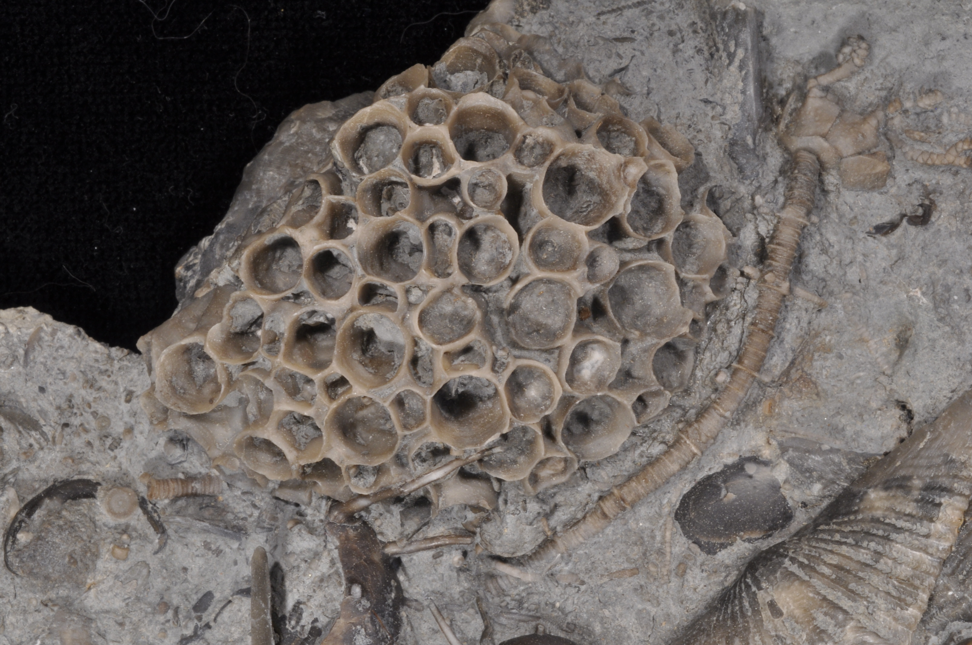 Aulocystis