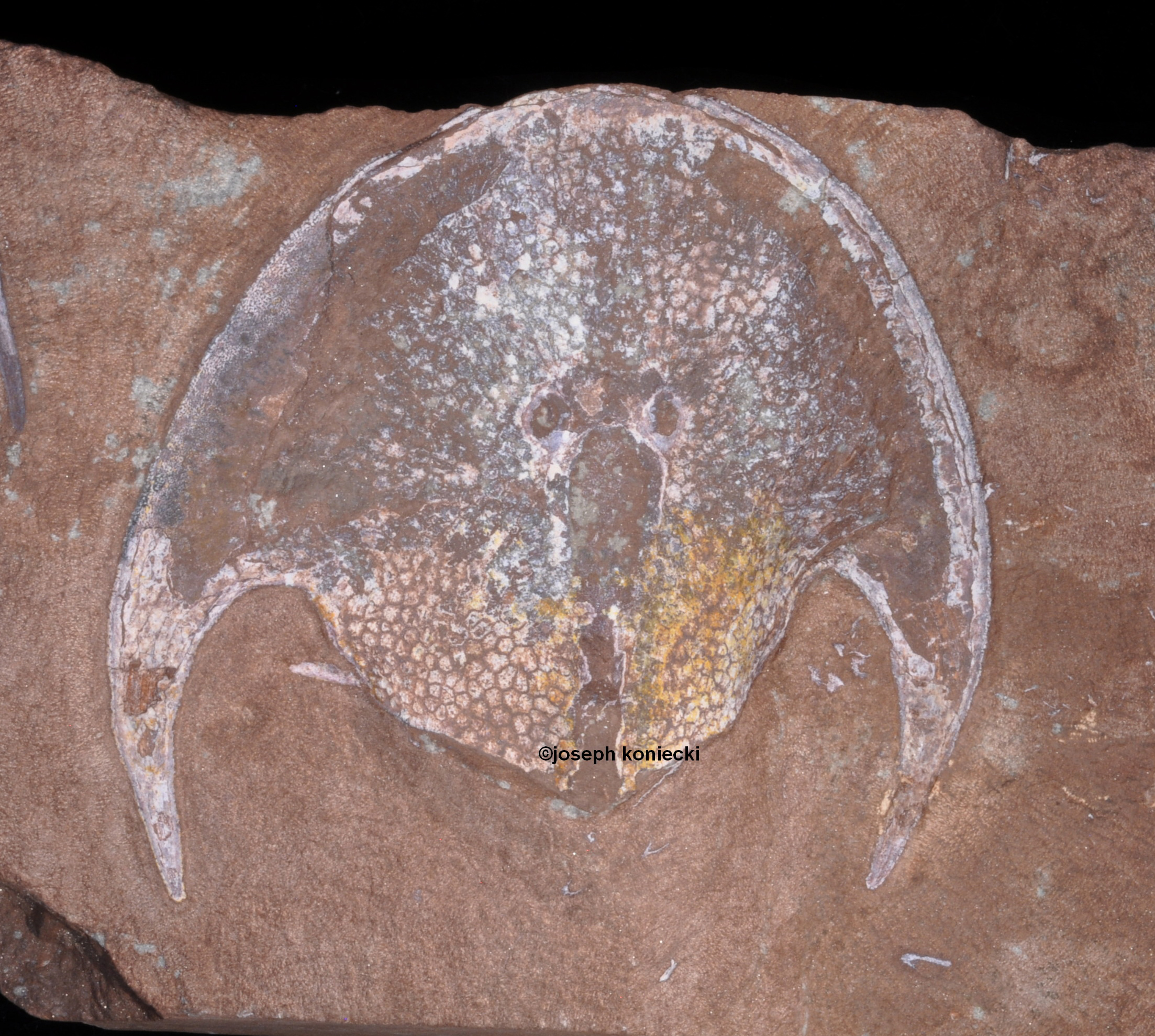 Zenaspis