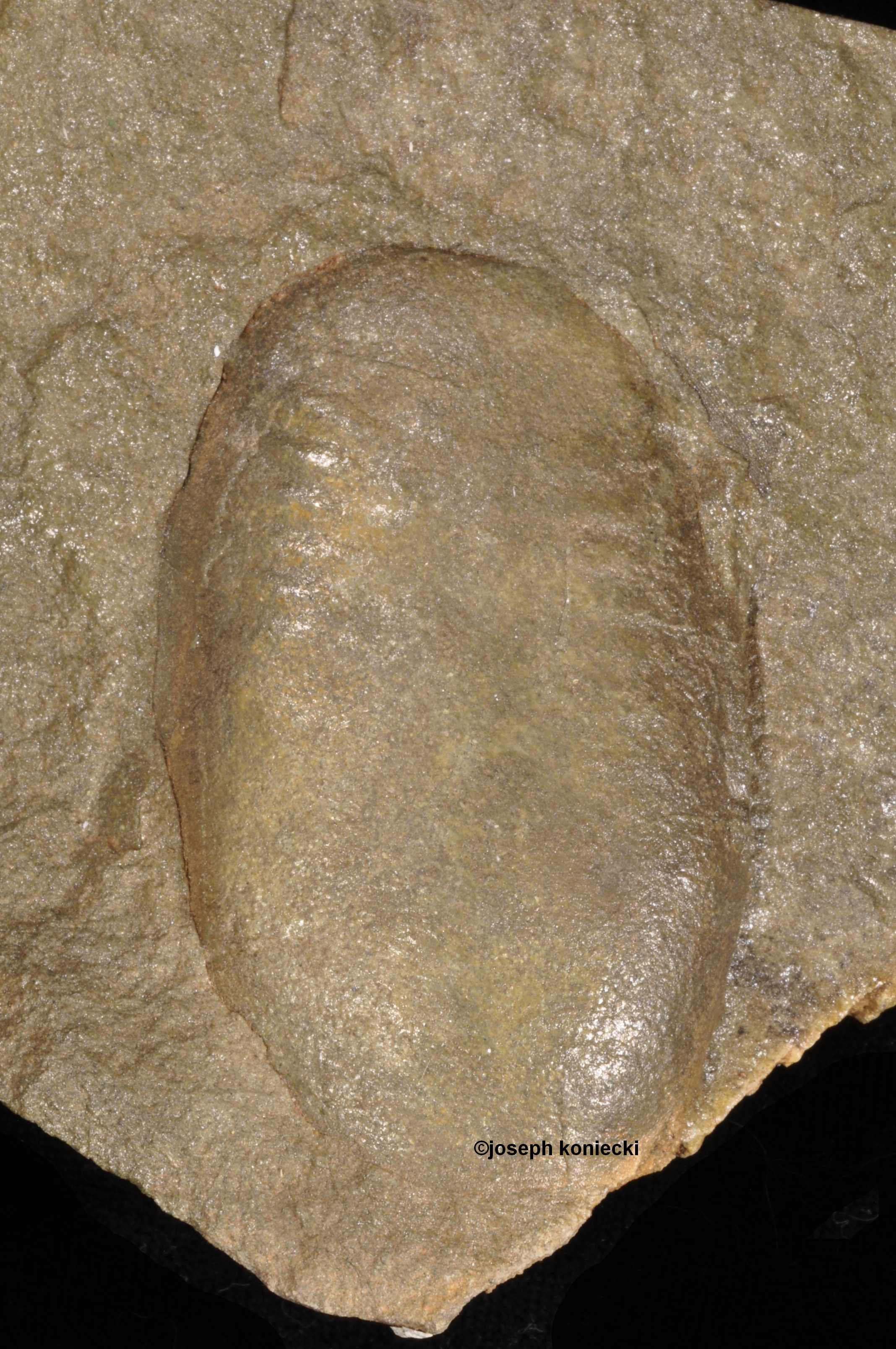 Americaspis