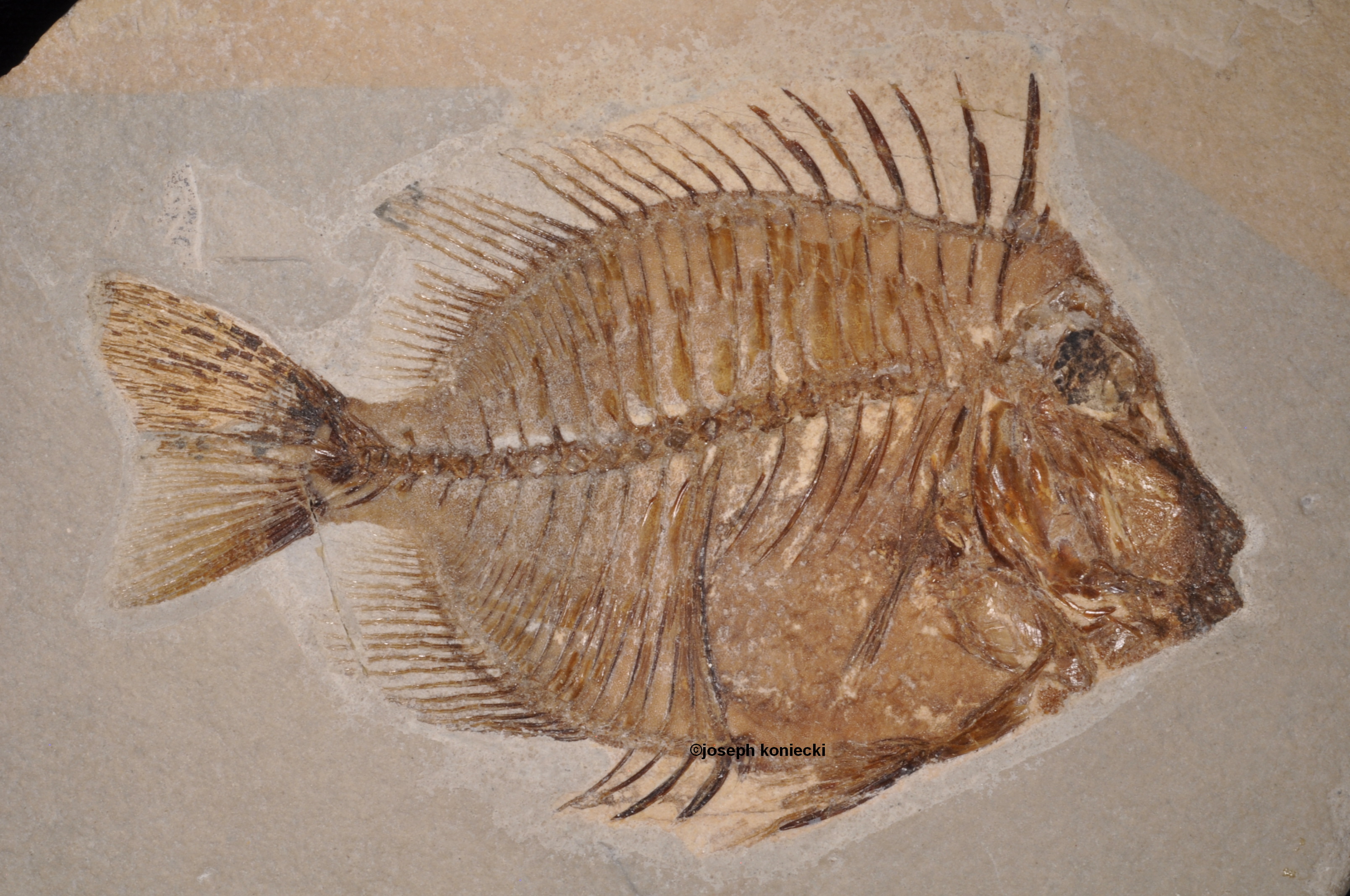 Naseus