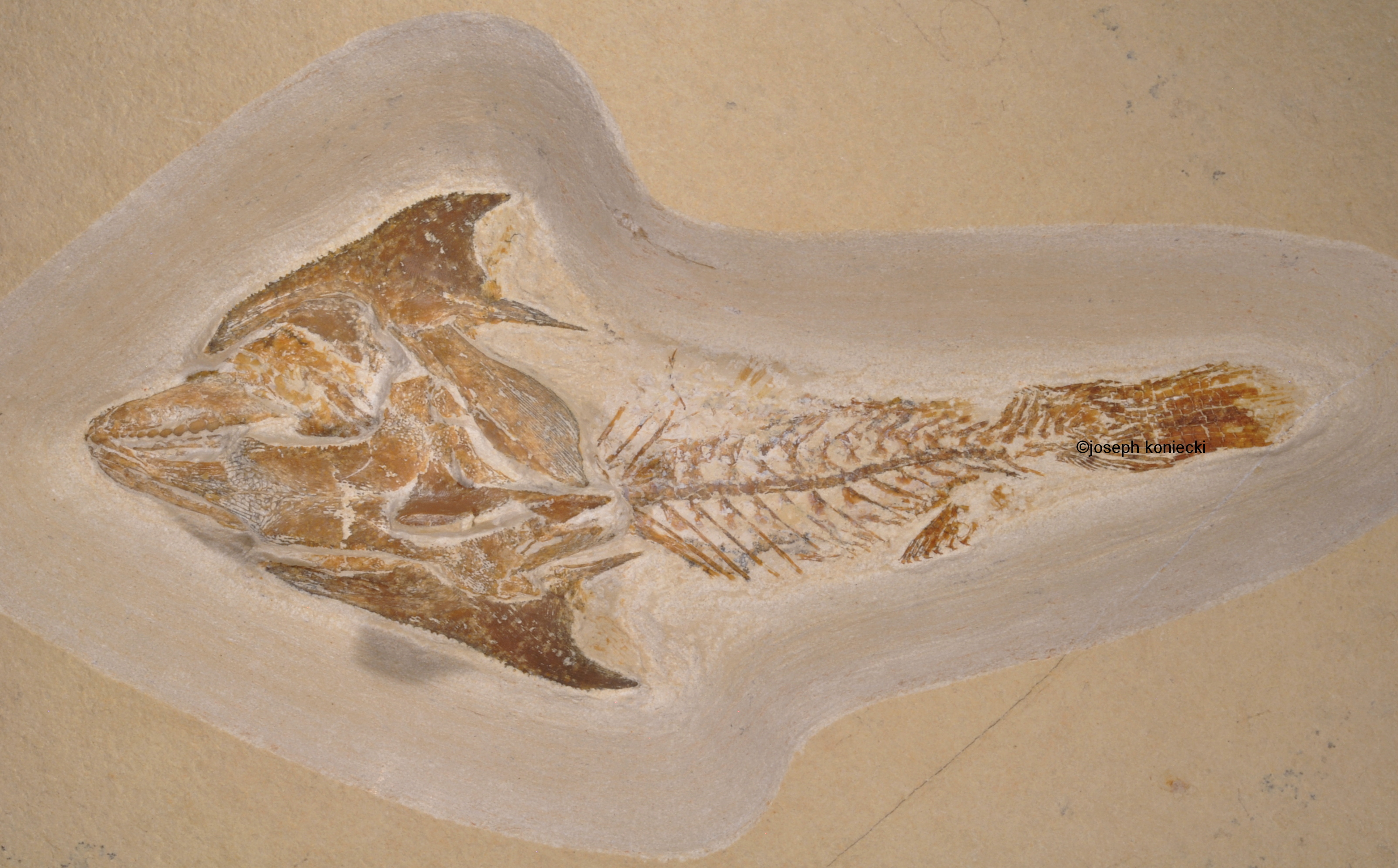Coccodus