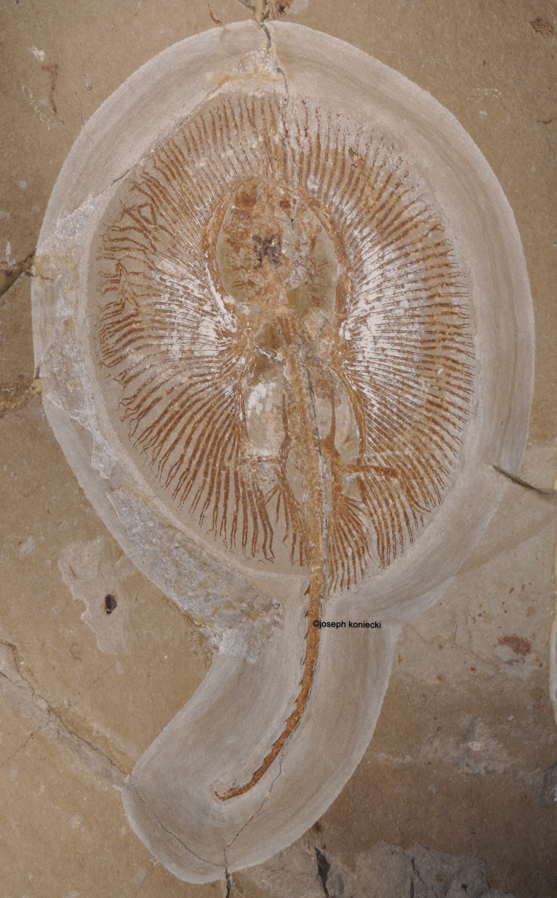 Cyclobatis