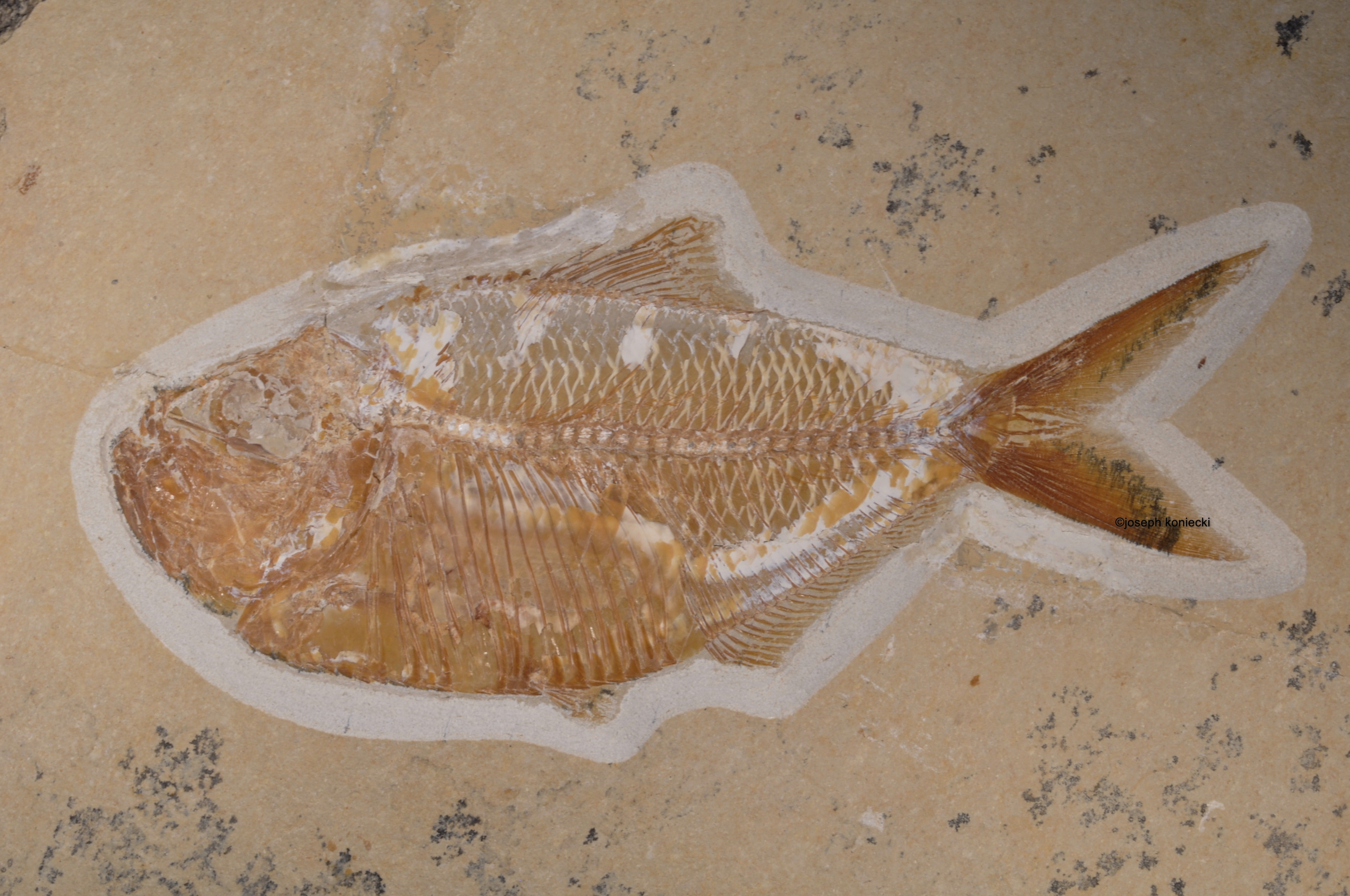 Americaspis
