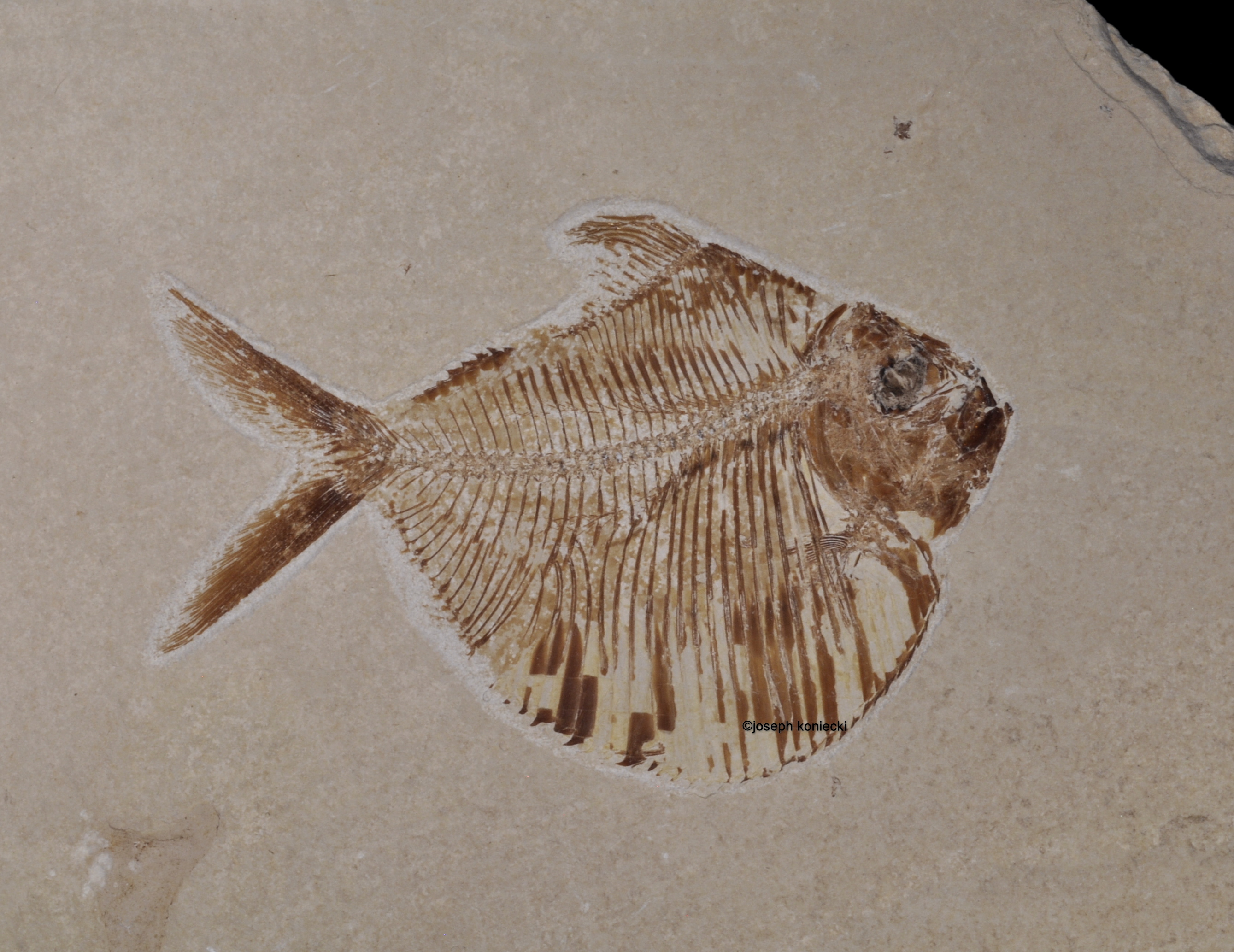 Triplomystus