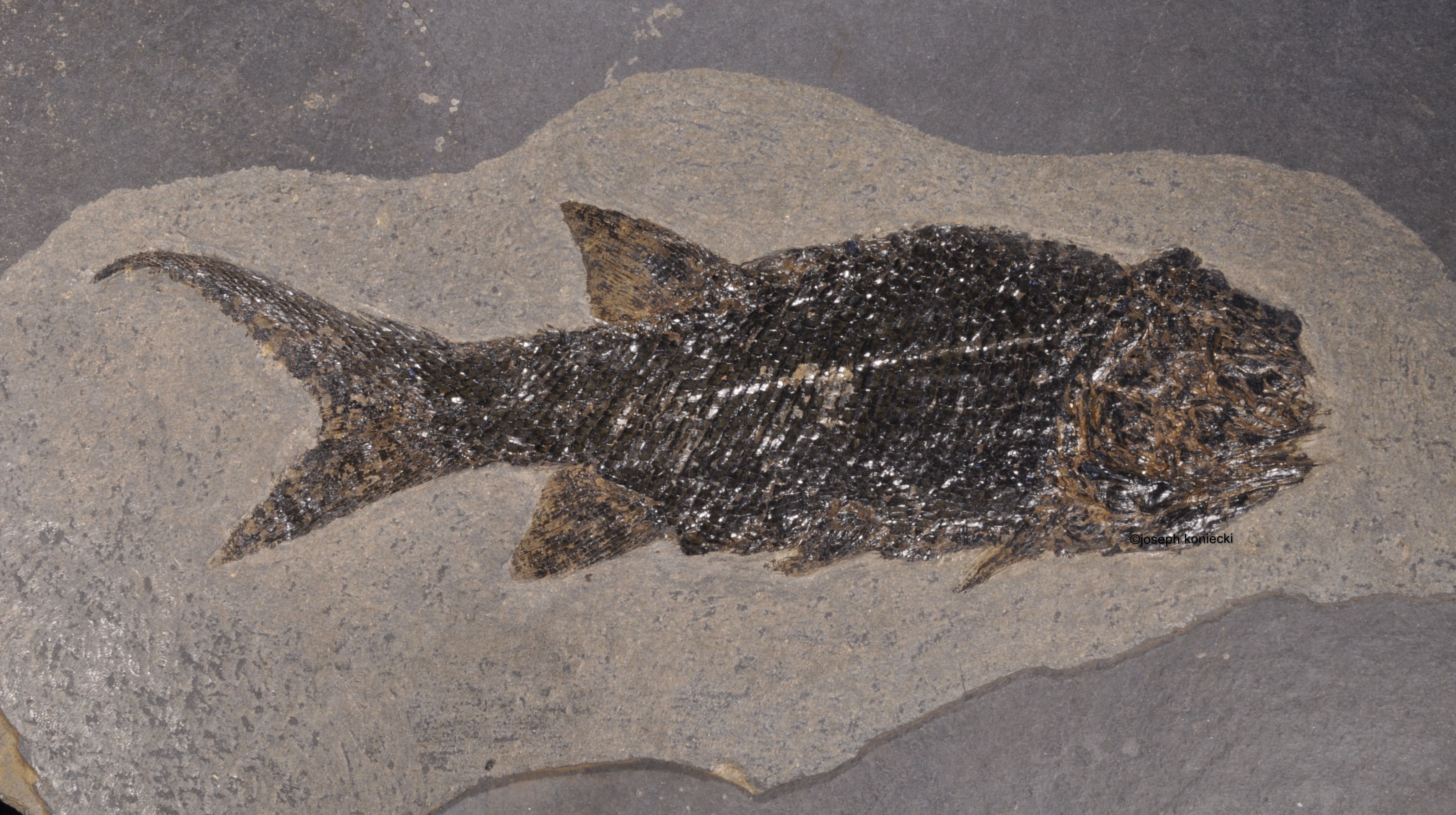 Paramblypterus