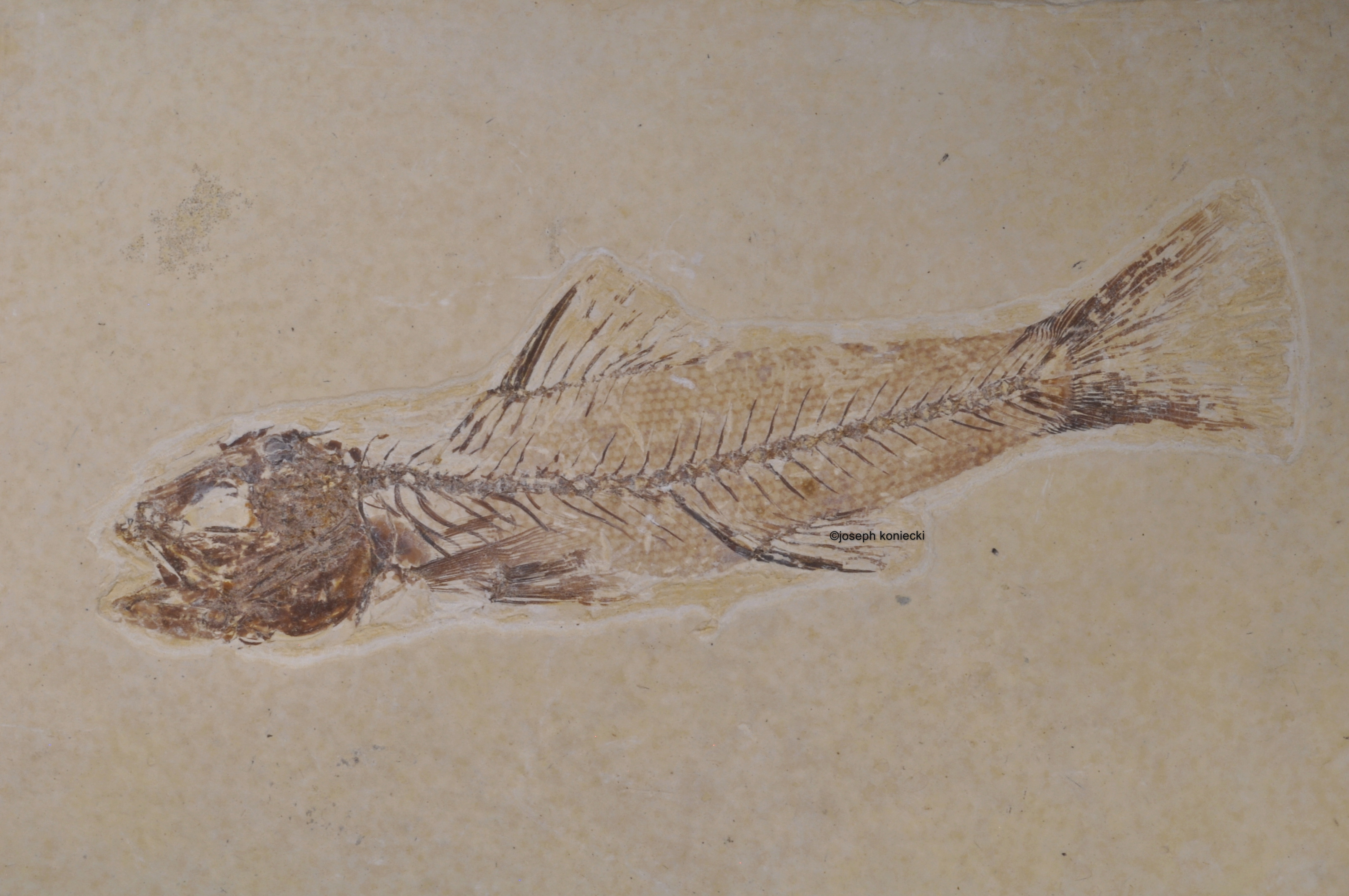 Amphiplaga