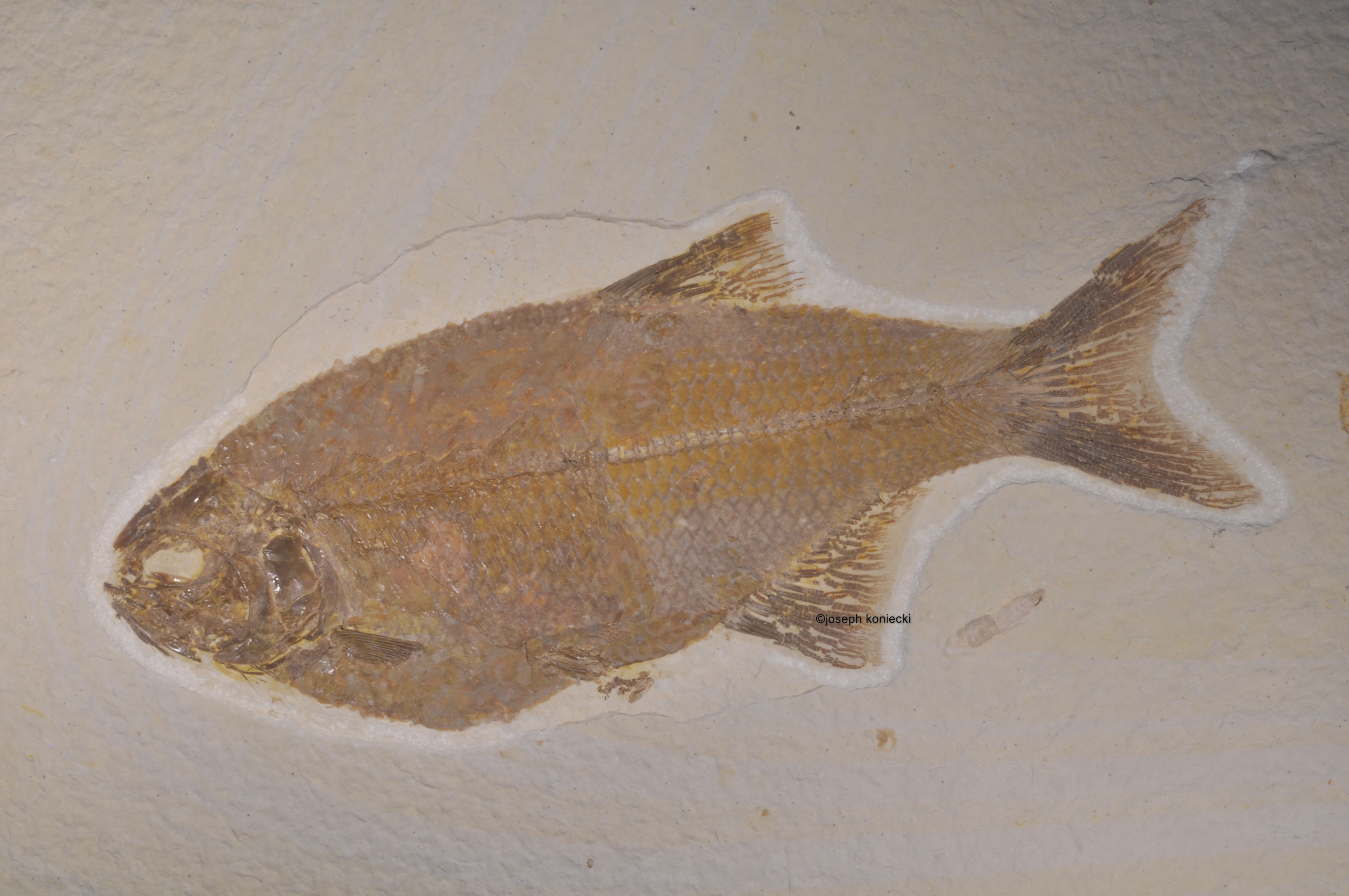 Hiodon