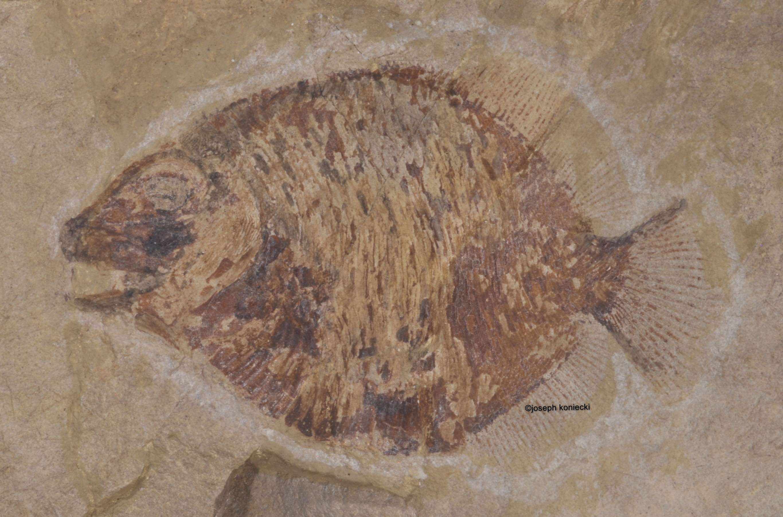 Guildayichthys