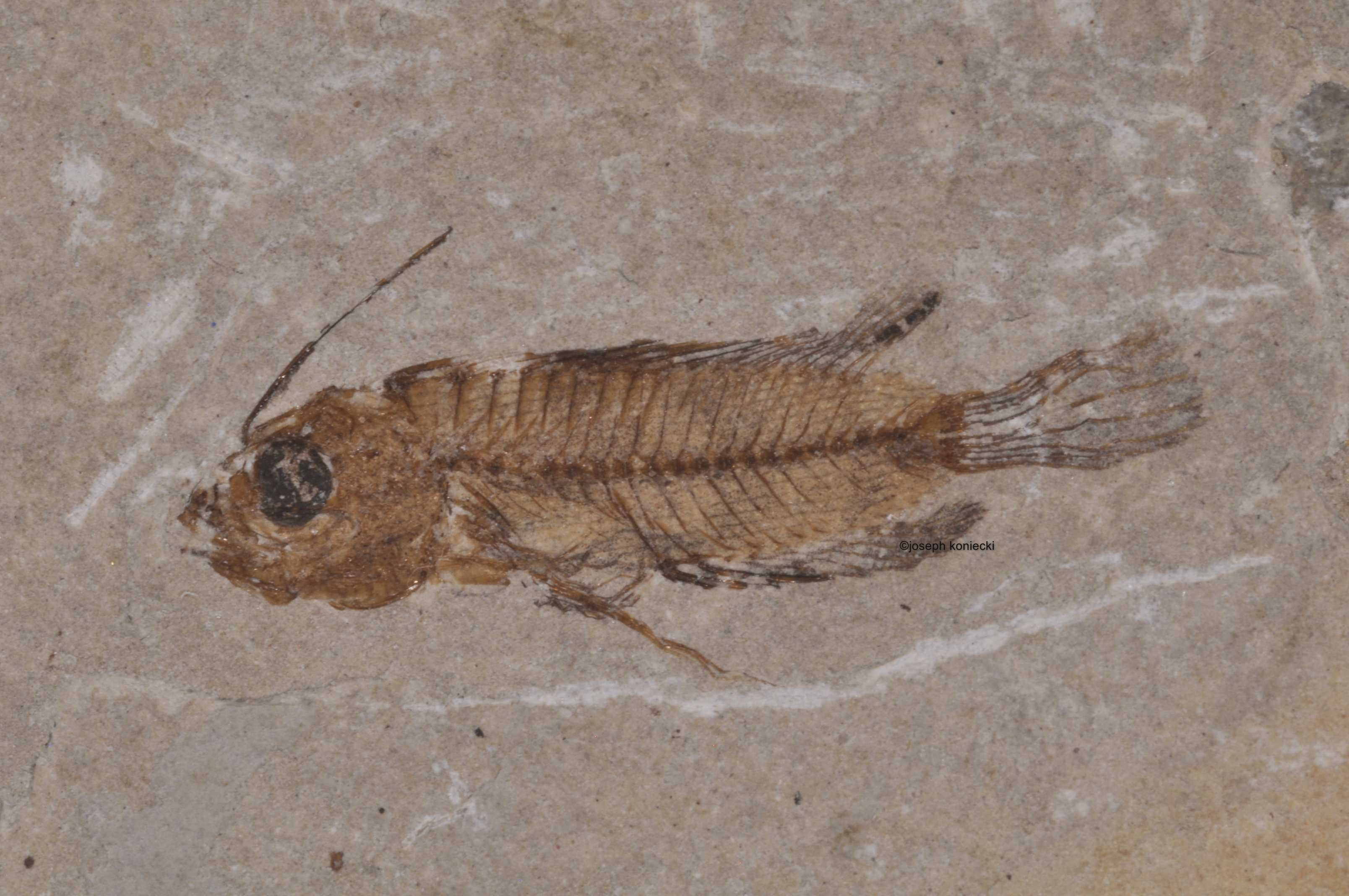 Pterygocephalus