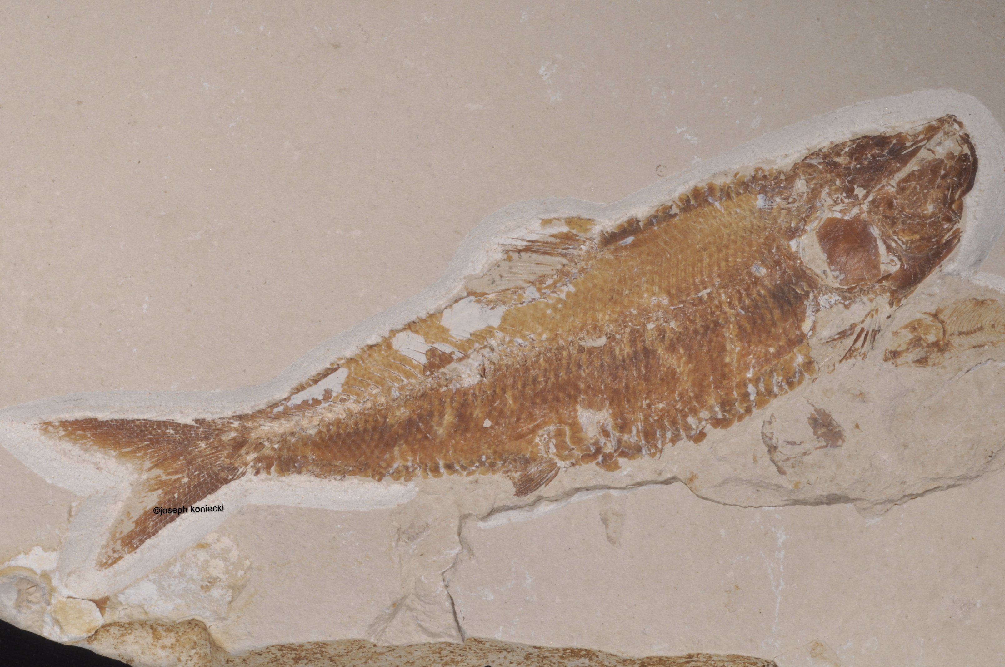 Osmeroides