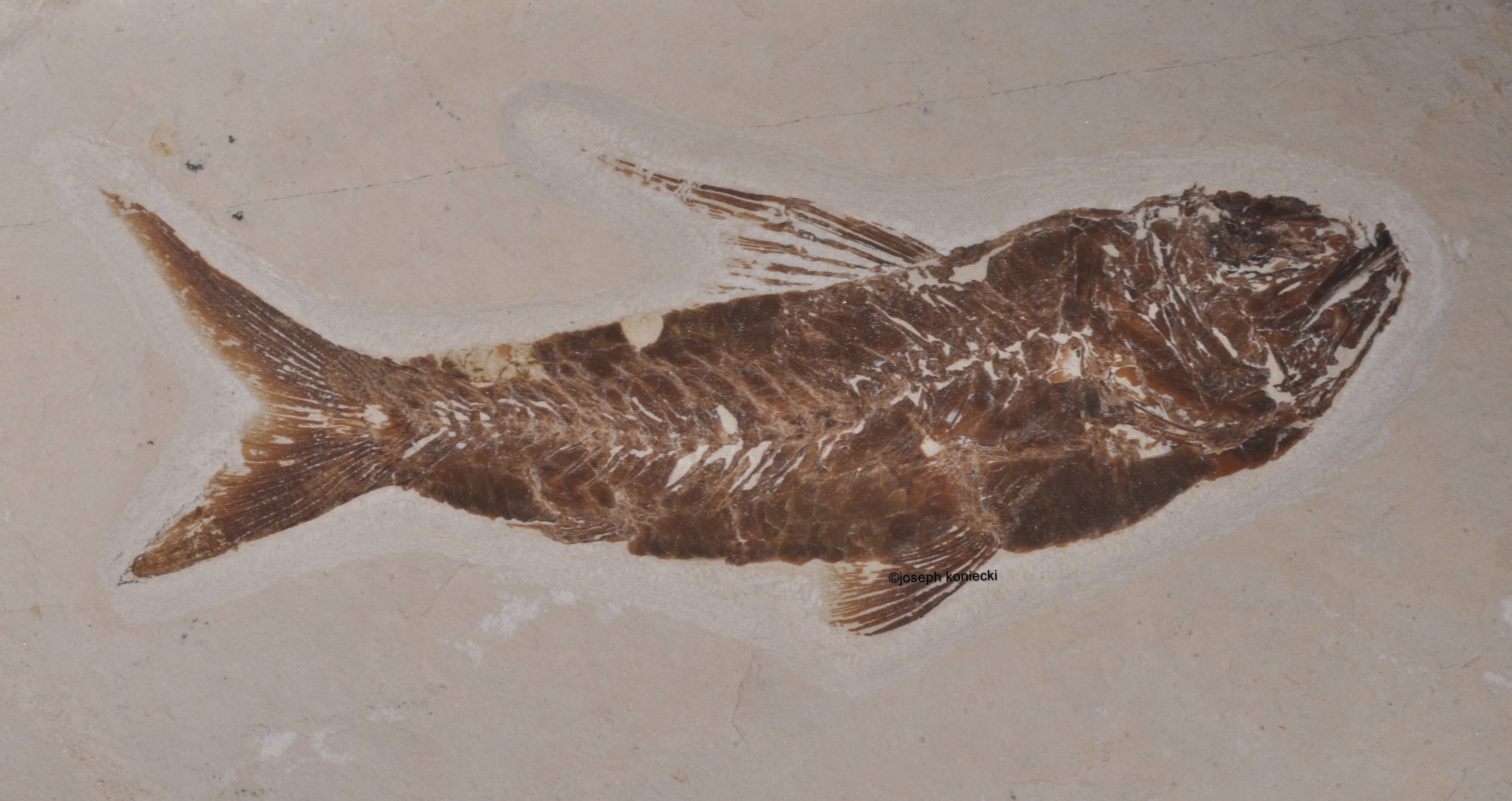Nematonotus