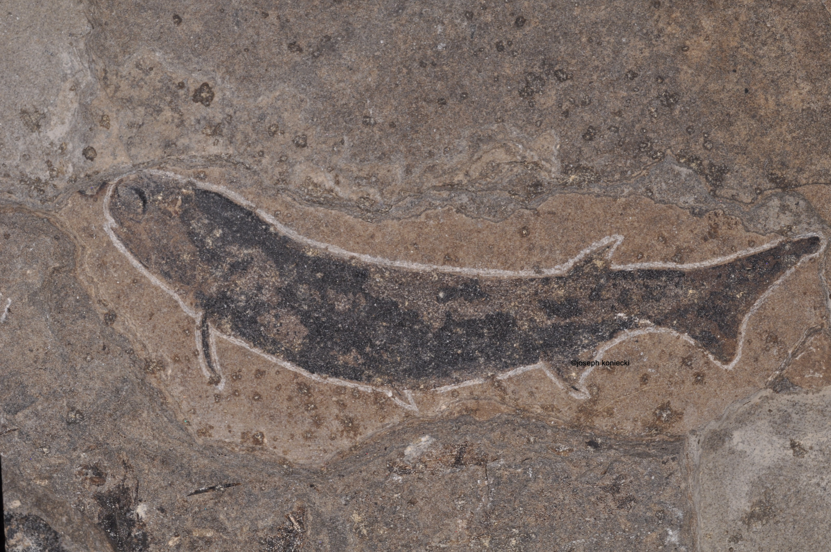 Carynocantus