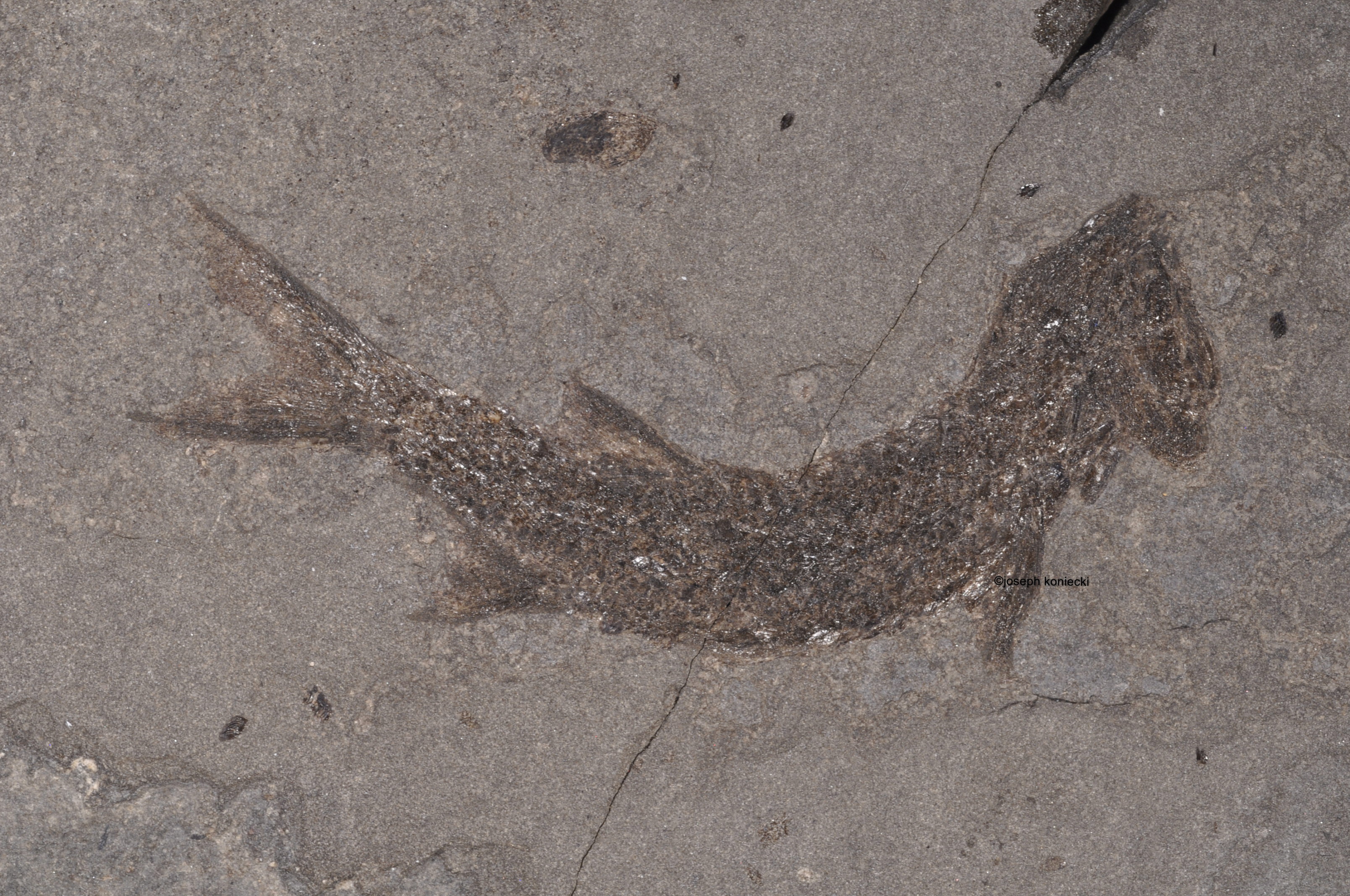 Palaeobergia